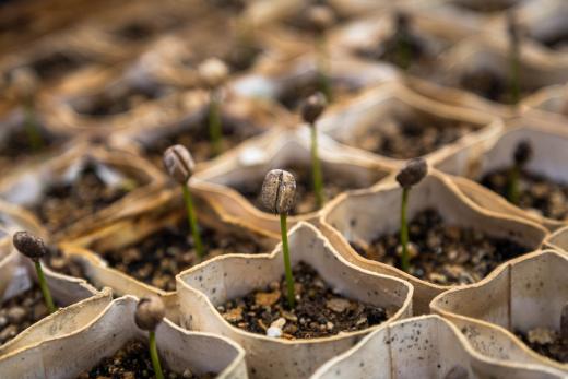 Gardening with filter coffee
